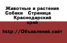 Животные и растения Собаки - Страница 14 . Краснодарский край